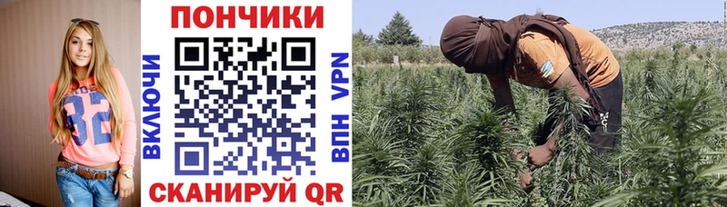 Бошки Шишки гибрид  продажа наркотиков  Находка 